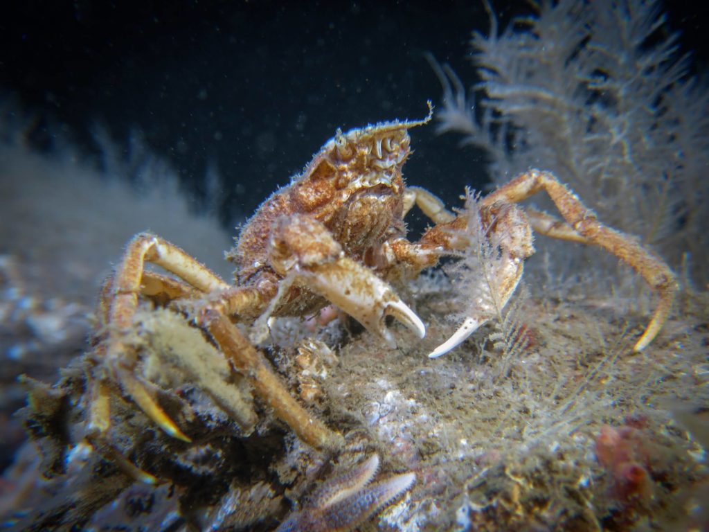 Krabbe på bunden af Lillebælt